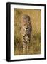 Africa. Tanzania. Cheetah hunting on the plains of the Serengeti, Serengeti National Park.-Ralph H. Bendjebar-Framed Photographic Print