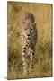 Africa. Tanzania. Cheetah hunting on the plains of the Serengeti, Serengeti National Park.-Ralph H. Bendjebar-Mounted Photographic Print