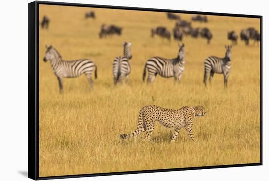 Africa. Tanzania. Cheetah hunting on the plains of the Serengeti, Serengeti National Park.-Ralph H. Bendjebar-Framed Stretched Canvas