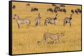 Africa. Tanzania. Cheetah hunting on the plains of the Serengeti, Serengeti National Park.-Ralph H. Bendjebar-Framed Stretched Canvas