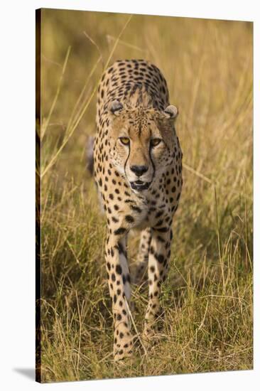 Africa. Tanzania. Cheetah hunting on the plains of the Serengeti, Serengeti National Park.-Ralph H. Bendjebar-Stretched Canvas