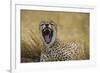 Africa. Tanzania. Cheetah yawning after a hunt in the Serengeti, Serengeti National Park.-Ralph H. Bendjebar-Framed Photographic Print