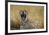 Africa. Tanzania. Cheetah yawning after a hunt in the Serengeti, Serengeti National Park.-Ralph H. Bendjebar-Framed Photographic Print