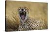 Africa. Tanzania. Cheetah yawning after a hunt in the Serengeti, Serengeti National Park.-Ralph H. Bendjebar-Stretched Canvas