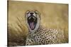 Africa. Tanzania. Cheetah yawning after a hunt in the Serengeti, Serengeti National Park.-Ralph H. Bendjebar-Stretched Canvas