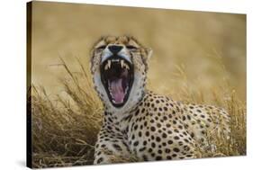 Africa. Tanzania. Cheetah yawning after a hunt in the Serengeti, Serengeti National Park.-Ralph H. Bendjebar-Stretched Canvas