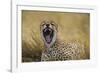 Africa. Tanzania. Cheetah yawning after a hunt in the Serengeti, Serengeti National Park.-Ralph H. Bendjebar-Framed Photographic Print