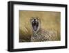 Africa. Tanzania. Cheetah yawning after a hunt in the Serengeti, Serengeti National Park.-Ralph H. Bendjebar-Framed Photographic Print