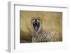 Africa. Tanzania. Cheetah yawning after a hunt in the Serengeti, Serengeti National Park.-Ralph H. Bendjebar-Framed Photographic Print
