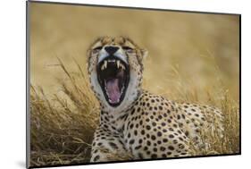 Africa. Tanzania. Cheetah yawning after a hunt in the Serengeti, Serengeti National Park.-Ralph H. Bendjebar-Mounted Photographic Print