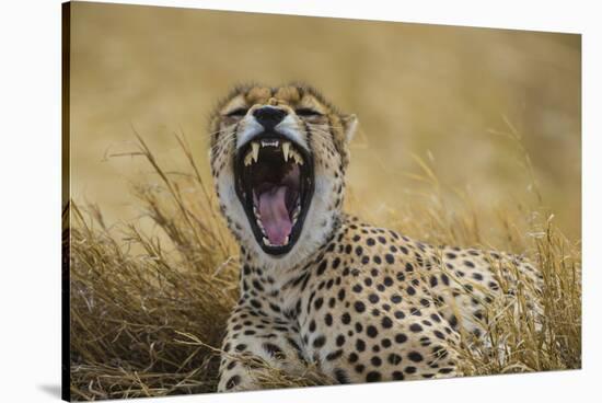 Africa. Tanzania. Cheetah yawning after a hunt in the Serengeti, Serengeti National Park.-Ralph H. Bendjebar-Stretched Canvas