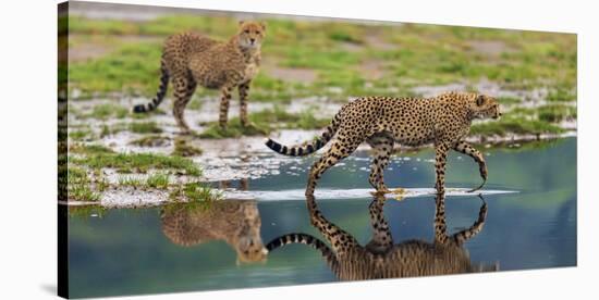 Africa. Tanzania. Cheetahs cross some water at Ndutu, Serengeti National Park.-Ralph H. Bendjebar-Stretched Canvas