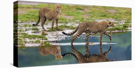 Africa. Tanzania. Cheetahs cross some water at Ndutu, Serengeti National Park.-Ralph H. Bendjebar-Stretched Canvas