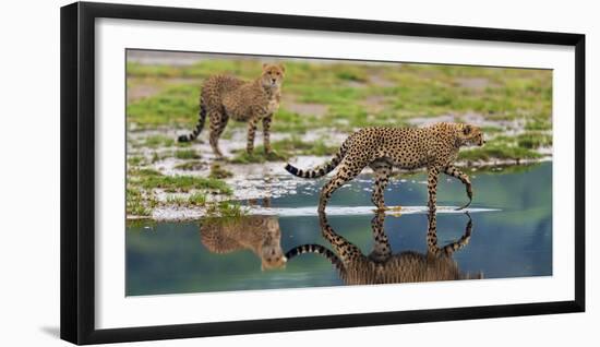 Africa. Tanzania. Cheetahs cross some water at Ndutu, Serengeti National Park.-Ralph H. Bendjebar-Framed Photographic Print