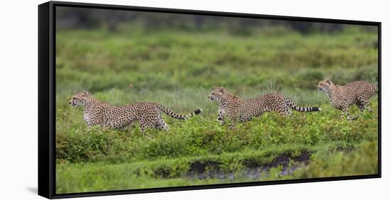 Africa. Tanzania. Cheetahs hunting on the plains of the Serengeti, Serengeti National Park.-Ralph H. Bendjebar-Framed Stretched Canvas