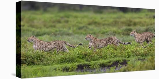 Africa. Tanzania. Cheetahs hunting on the plains of the Serengeti, Serengeti National Park.-Ralph H. Bendjebar-Stretched Canvas