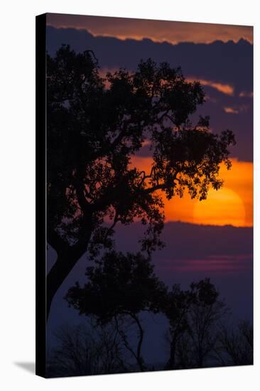 Africa. Tanzania. Colorful setting sun, Serengeti National Park.-Ralph H. Bendjebar-Stretched Canvas