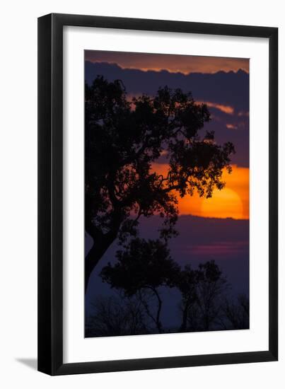 Africa. Tanzania. Colorful setting sun, Serengeti National Park.-Ralph H. Bendjebar-Framed Photographic Print