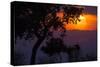 Africa. Tanzania. Colorful setting sun, Serengeti National Park.-Ralph H. Bendjebar-Stretched Canvas