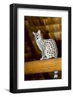 Africa. Tanzania. Common genet at Ndutu Safari Lodge, Serengeti National Park.-Ralph H. Bendjebar-Framed Photographic Print