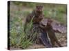 Africa. Tanzania. Dwarf mongoose family in Tarangire National Park.-Ralph H^ Bendjebar-Stretched Canvas