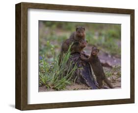 Africa. Tanzania. Dwarf mongoose family in Tarangire National Park.-Ralph H^ Bendjebar-Framed Photographic Print