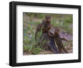 Africa. Tanzania. Dwarf mongoose family in Tarangire National Park.-Ralph H^ Bendjebar-Framed Photographic Print
