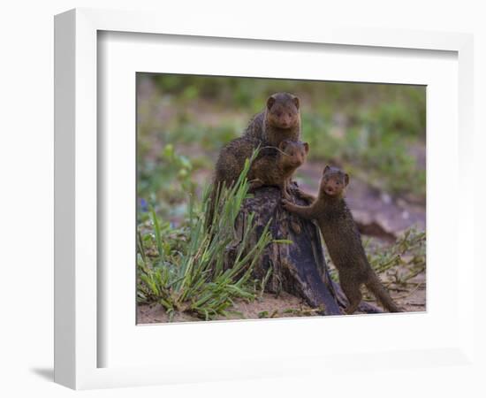 Africa. Tanzania. Dwarf mongoose family in Tarangire National Park.-Ralph H^ Bendjebar-Framed Photographic Print