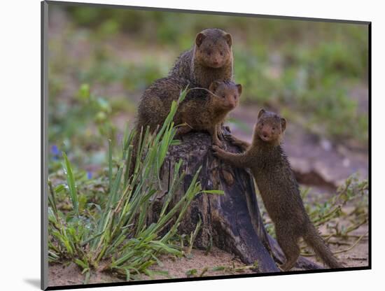Africa. Tanzania. Dwarf mongoose family in Tarangire National Park.-Ralph H^ Bendjebar-Mounted Photographic Print
