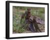 Africa. Tanzania. Dwarf mongoose family in Tarangire National Park.-Ralph H^ Bendjebar-Framed Photographic Print