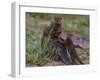 Africa. Tanzania. Dwarf mongoose family in Tarangire National Park.-Ralph H^ Bendjebar-Framed Photographic Print