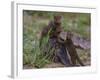 Africa. Tanzania. Dwarf mongoose family in Tarangire National Park.-Ralph H^ Bendjebar-Framed Photographic Print