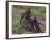 Africa. Tanzania. Dwarf mongoose family in Tarangire National Park.-Ralph H^ Bendjebar-Framed Photographic Print