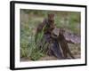 Africa. Tanzania. Dwarf mongoose family in Tarangire National Park.-Ralph H^ Bendjebar-Framed Photographic Print