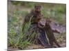 Africa. Tanzania. Dwarf mongoose family in Tarangire National Park.-Ralph H^ Bendjebar-Mounted Photographic Print