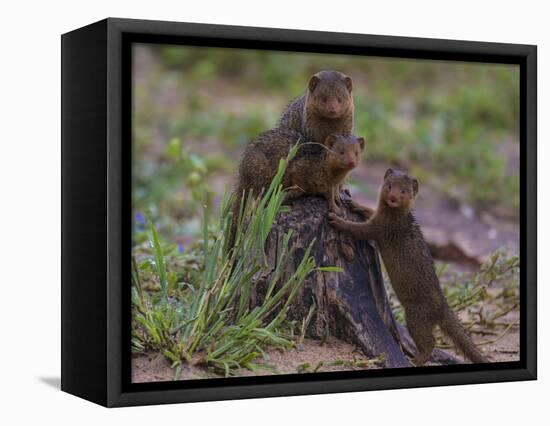 Africa. Tanzania. Dwarf mongoose family in Tarangire National Park.-Ralph H^ Bendjebar-Framed Stretched Canvas