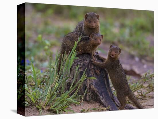 Africa. Tanzania. Dwarf mongoose family in Tarangire National Park.-Ralph H^ Bendjebar-Stretched Canvas