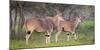 Africa. Tanzania. Eland at Ndutu, Serengeti National Park.-Ralph H. Bendjebar-Mounted Photographic Print