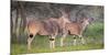 Africa. Tanzania. Eland at Ndutu, Serengeti National Park.-Ralph H. Bendjebar-Mounted Photographic Print