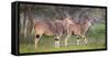 Africa. Tanzania. Eland at Ndutu, Serengeti National Park.-Ralph H. Bendjebar-Framed Stretched Canvas