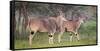 Africa. Tanzania. Eland at Ndutu, Serengeti National Park.-Ralph H. Bendjebar-Framed Stretched Canvas