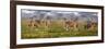 Africa. Tanzania. Eland at Ndutu, Serengeti National Park.-Ralph H^ Bendjebar-Framed Photographic Print