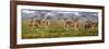 Africa. Tanzania. Eland at Ndutu, Serengeti National Park.-Ralph H^ Bendjebar-Framed Photographic Print