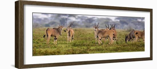 Africa. Tanzania. Eland at Ndutu, Serengeti National Park.-Ralph H^ Bendjebar-Framed Photographic Print