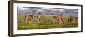 Africa. Tanzania. Eland at Ndutu, Serengeti National Park.-Ralph H^ Bendjebar-Framed Photographic Print