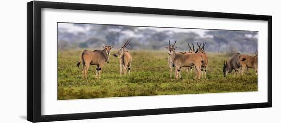 Africa. Tanzania. Eland at Ndutu, Serengeti National Park.-Ralph H^ Bendjebar-Framed Photographic Print