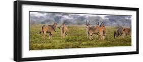 Africa. Tanzania. Eland at Ndutu, Serengeti National Park.-Ralph H^ Bendjebar-Framed Photographic Print