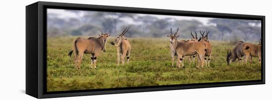 Africa. Tanzania. Eland at Ndutu, Serengeti National Park.-Ralph H^ Bendjebar-Framed Stretched Canvas