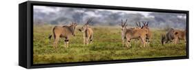 Africa. Tanzania. Eland at Ndutu, Serengeti National Park.-Ralph H^ Bendjebar-Framed Stretched Canvas