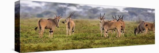 Africa. Tanzania. Eland at Ndutu, Serengeti National Park.-Ralph H^ Bendjebar-Stretched Canvas